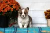 Zdjęcie №3. Urocze szczenięta Welsh Corgi. Grecja