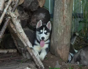 Zdjęcie №3. syberyjski husky. Federacja Rosyjska