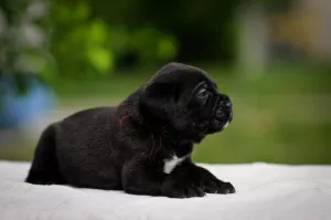 Zdjęcie №4. Sprzedam cane corso w Czernigow. prywatne ogłoszenie, od żłobka - cena - 950zł