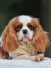 Zdjęcie №2 do zapowiedźy № 43377 na sprzedaż  cavalier king charles spaniel - wkupić się USA prywatne ogłoszenie