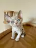 Zdjęcie №1. devon rex - na sprzedaż w Tübingen | Bezpłatny | Zapowiedź № 129602