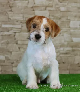 Dodatkowe zdjęcia: Luksusowe szczeniaki Jack Russell Terrier