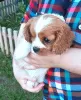 Zdjęcie №3. Szczeniak Cavalier King Charles Spaniel dziewczynka. Federacja Rosyjska