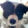 Zdjęcie №2 do zapowiedźy № 78797 na sprzedaż  border collie - wkupić się Węgry prywatne ogłoszenie