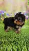 Zdjęcie №2 do zapowiedźy № 129650 na sprzedaż  yorkshire terrier - wkupić się Finlandia hodowca