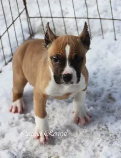 Dodatkowe zdjęcia: Szczenięta Amstaff z ritomnik