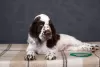 Zdjęcie №4. Sprzedam springer spaniel angielski w Kijów. hodowca - cena - 5729zł