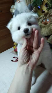 Dodatkowe zdjęcia: Samoyed Puppies Bear