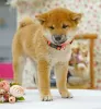 Dodatkowe zdjęcia: Shiba Inu. Szczenięta