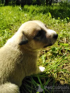 Zdjęcie №2 do zapowiedźy № 7308 na sprzedaż  łajka zachodniosyberyjska, labrador retriever - wkupić się Ukraina prywatne ogłoszenie