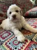 Dodatkowe zdjęcia: Lagotto romagnolo szczenięta