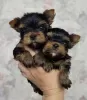 Zdjęcie №1. yorkshire terrier - na sprzedaż w Lazise | 1465zł | Zapowiedź №81113