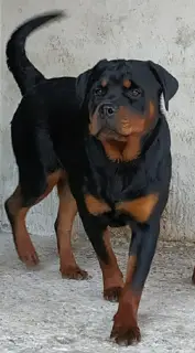 Zdjęcie №1. rottweiler - na sprzedaż w Krasnodar | 1210zł | Zapowiedź №3427