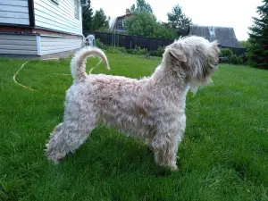 Dodatkowe zdjęcia: Irish Soft Coated Wheaten Terrier