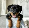 Zdjęcie №1. rottweiler - na sprzedaż w Abu Dhabi | negocjowane | Zapowiedź №47274