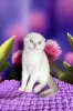 Zdjęcie №2 do zapowiedźy № 63220 na sprzedaż  scottish fold - wkupić się Ukraina hodowca