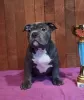 Zdjęcie №2 do zapowiedźy № 33344 na sprzedaż  american bully - wkupić się Ukraina od żłobka, hodowca