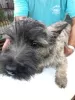 Dodatkowe zdjęcia: Cairn Terrier, szczenięta płci męskiej