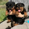 Zdjęcie №1. rottweiler - na sprzedaż w Berlin | 1256zł | Zapowiedź №92177