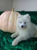 Dodatkowe zdjęcia: Szczenięta Samoyed