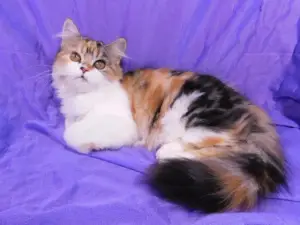 Dodatkowe zdjęcia: Kitty Highland Straight, Calico