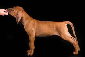 Zdjęcie №4. Sprzedam rhodesian ridgeback w Sillamae. hodowca - cena - 5118zł