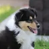 Dodatkowe zdjęcia: Szczenięta Collie