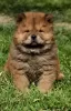 Zdjęcie №3. Chow Chow. Serbia