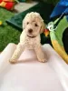 Dodatkowe zdjęcia: Australian labradoodle