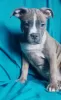 Dodatkowe zdjęcia: Wspaniały samiec American Staffordshire Terrier