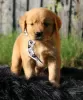 Zdjęcie №1. golden retriever - na sprzedaż w Renens | 3109zł | Zapowiedź №129236