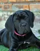 Zdjęcie №1. cane corso - na sprzedaż w Москва | 4zł | Zapowiedź №62402