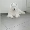 Dodatkowe zdjęcia: Samoyed szczenięta