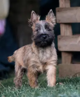 Dodatkowe zdjęcia: Dziewczyny Cairn Terrier