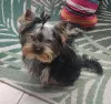 Zdjęcie №1. yorkshire terrier - na sprzedaż w Haiterbach | 5860zł | Zapowiedź №75949