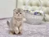 Zdjęcie №1. scottish fold - na sprzedaż w Антверпен | Bezpłatny | Zapowiedź № 128943