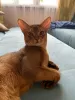 Dodatkowe zdjęcia: Abyssinian Cat Vyatka Moskwa