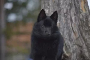 Zdjęcie №3. Schipperke. Szczenięta. Federacja Rosyjska