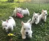 Zdjęcie №1. west highland white terrier - na sprzedaż w Norymberga | 1256zł | Zapowiedź №70960