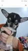 Dodatkowe zdjęcia: Mini Chihuahua