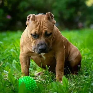 Zdjęcie №2 do zapowiedźy № 2942 na sprzedaż  american bully - wkupić się Federacja Rosyjska od żłobka, hodowca