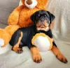 Zdjęcie №4. Sprzedam rottweiler w Warszawa. prywatne ogłoszenie - cena - 5023zł