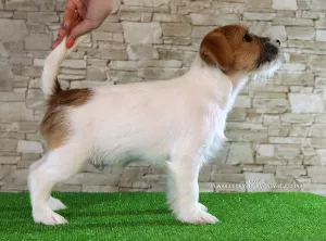 Dodatkowe zdjęcia: Luksusowe szczeniaki Jack Russell Terrier