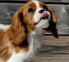 Zdjęcie №2 do zapowiedźy № 102615 na sprzedaż  cavalier king charles spaniel - wkupić się Norwegia prywatne ogłoszenie, hodowca