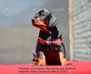 Zdjęcie №4. Sprzedam doberman w Magnitogorsk. od żłobka - cena - 2723zł