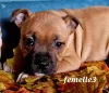 Zdjęcie №2 do zapowiedźy № 78623 na sprzedaż  staffordshire bull terrier - wkupić się Francja hodowca