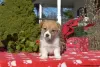 Zdjęcie №1. welsh corgi - na sprzedaż w Hersonissos | 1632zł | Zapowiedź №63546