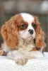 Zdjęcie №4. Sprzedam cavalier king charles spaniel w Палм-Бич. prywatne ogłoszenie - cena - 5942zł