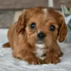 Zdjęcie №1. cavalier king charles spaniel - na sprzedaż w Salvador | 1169zł | Zapowiedź №45724