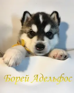 Zdjęcie №3. Białoruś Zarezerwuj otwarty. Szczenięta rasy Siberian Husky.. Białoruś